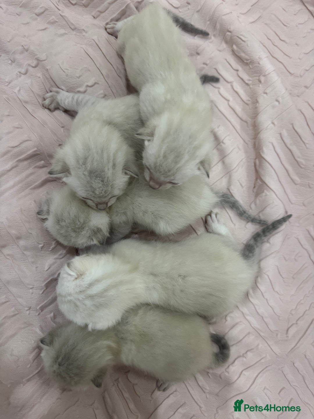 Bengal cats for sale: Adorable snow bengal kittens - Image 1