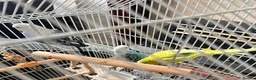 Budgerigars birds for sale: 🦜 3 Bonded Budgies Looking for a Loving Home in Nelson - Advert 6