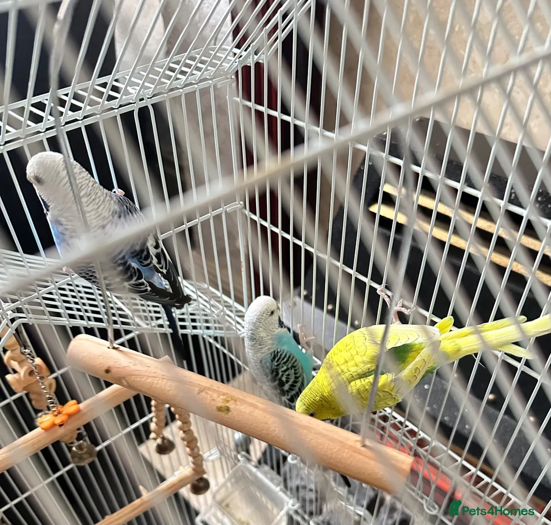 Budgerigars birds for sale: 🦜 3 Bonded Budgies Looking for a Loving Home in Nelson - Advert 6
