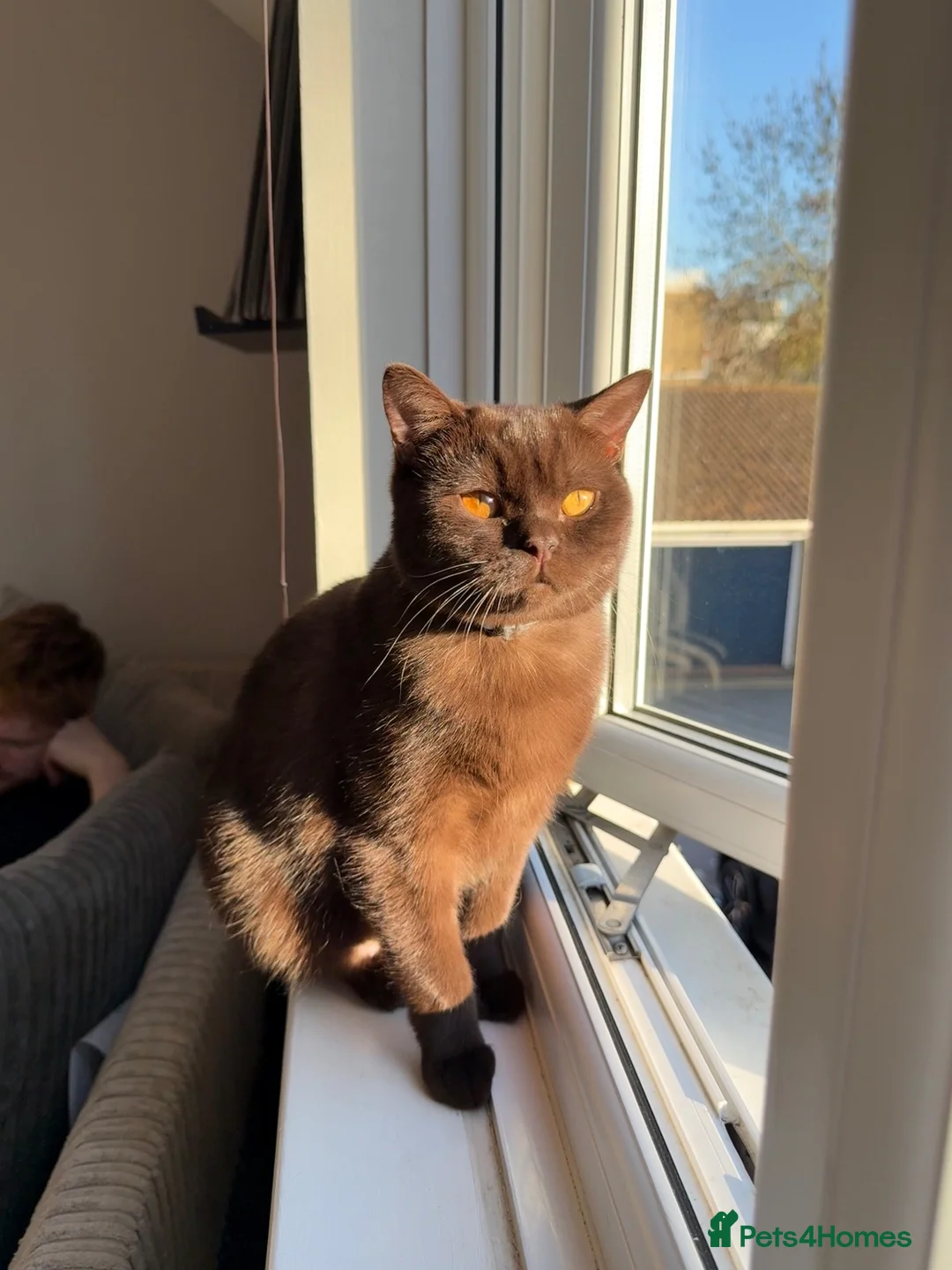 British Shorthair cats for sale: British Shorthair Kittens - Advert 2