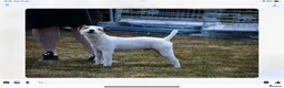 Parson Russell dogs for stud: Parsons Russell at Stud - Advert 2