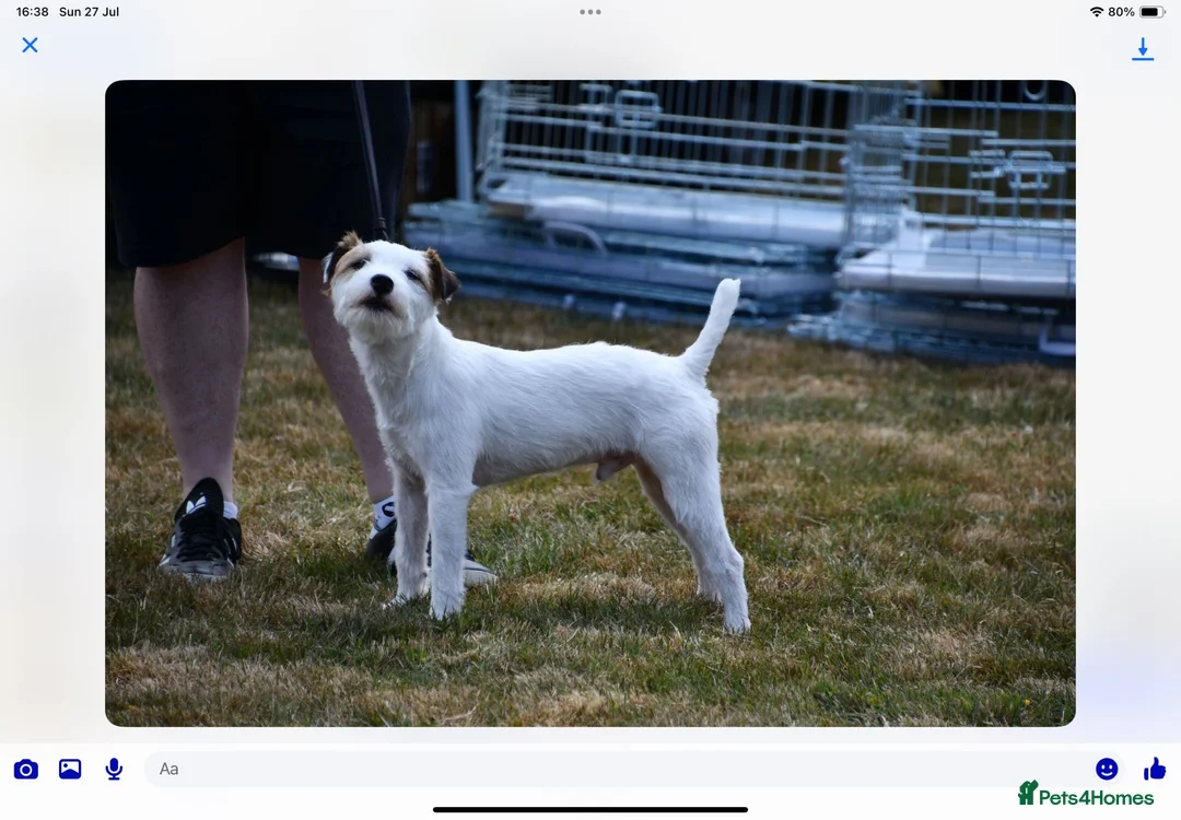 Parson Russell dogs for stud: Parsons Russell at Stud - Advert 2