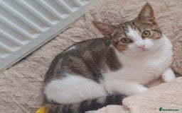 Domestic Shorthair cats for sale: 1 year old cat - Image 1