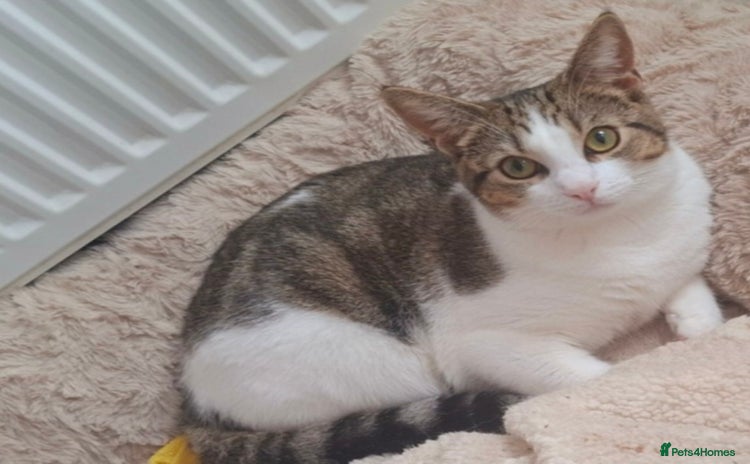 Domestic Shorthair cats - Advert 2