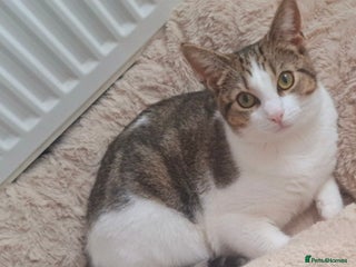 Domestic Shorthair cats - Advert 40