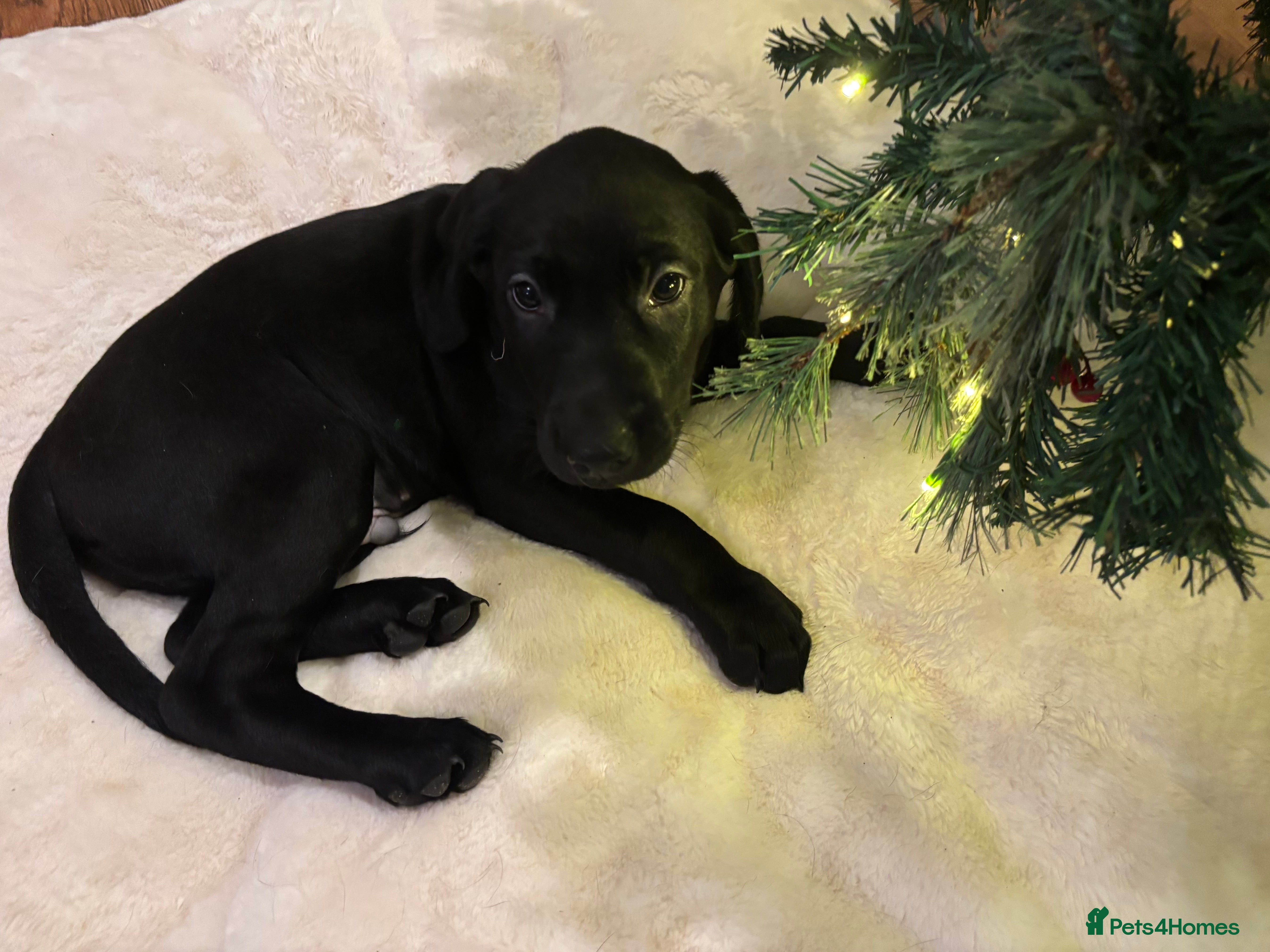 Labrador Retriever dogs Fully Health Tested Outstanding KC Reg Puppies - Advert 4