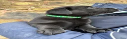 Labrador Retriever dogs for sale: Quality KC Reg Black Labrador Puppies, Ready Now in Dronfield - Advert 13