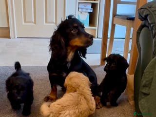 Cockapoo dogs Cockapoo puppies - Advert 1