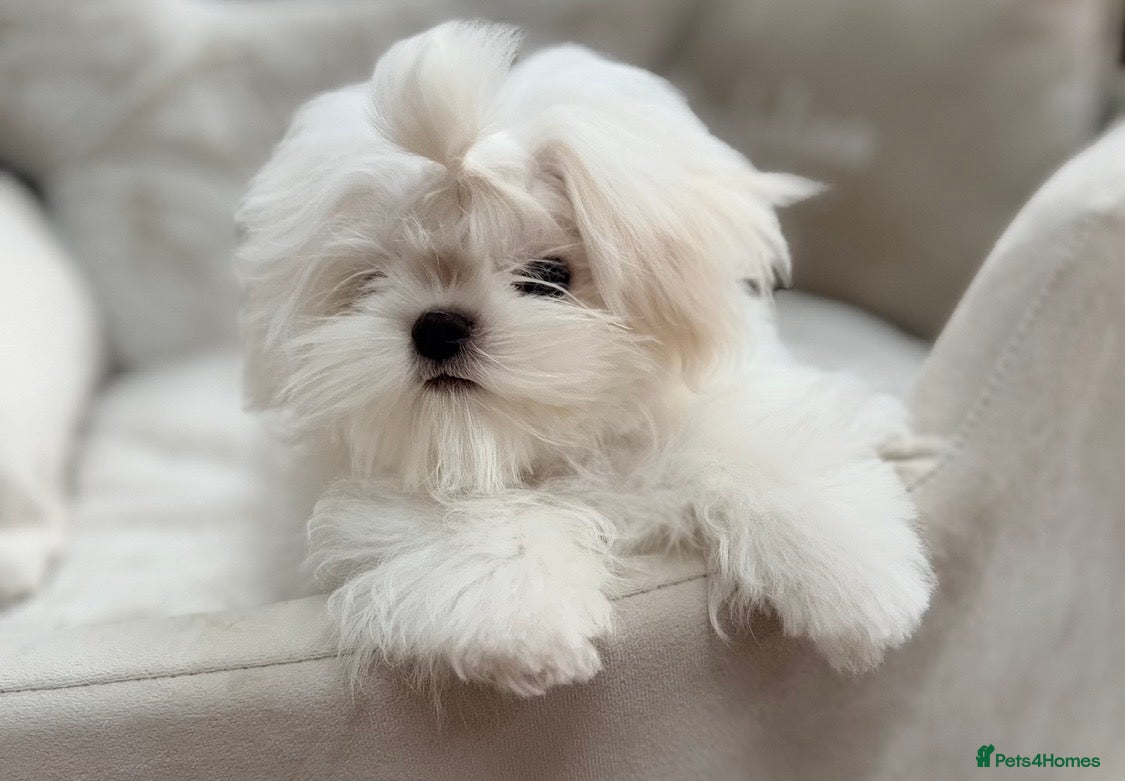 Maltese dogs Bambelina Full Korean Bloodline Maltese - Advert 3