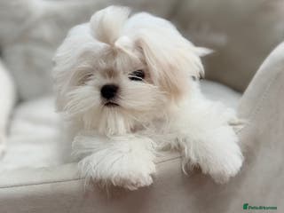 Maltese dogs Bambelina Full Korean Bloodline Maltese - Advert 3