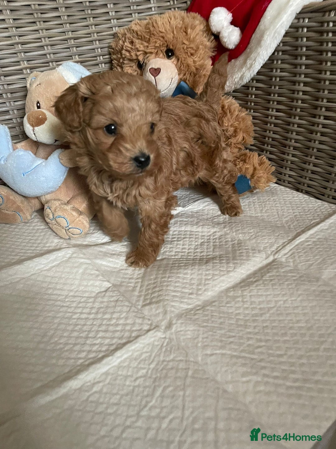 Cavapoo dogs for sale: Apricot Cavapoo Puppy - Advert 6