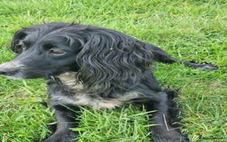 Cocker Spaniel dogs for sale: Working cocker spaniel puppies 1 girl 3 boys  - Image 2