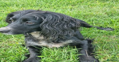 Cocker Spaniel dogs - Advert 5