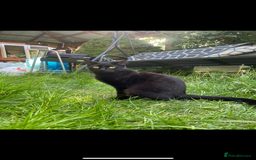 British Shorthair cats for sale: Adorable kitten& cat  - Image 1