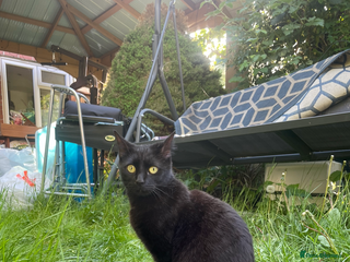 British Shorthair cats - Advert 1