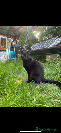 British Shorthair cats - Advert 1