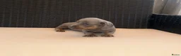 Miniature Dachshund dogs for sale: Miniature Dachshund Puppies - Advert 13