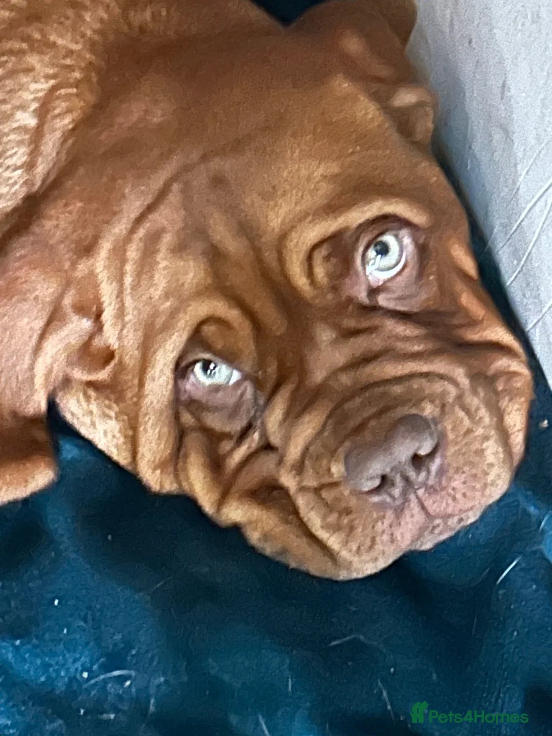 Dogue De Bordeaux dogs for sale: One male pup - Advert 3