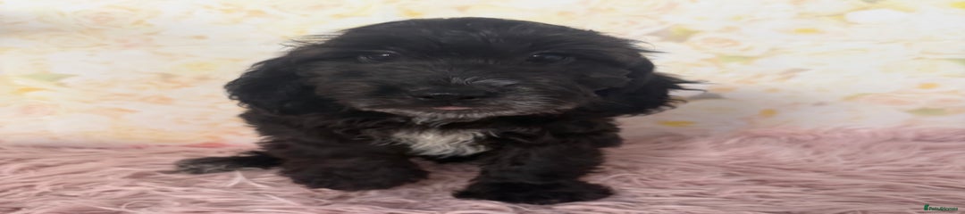 Cockapoo Puppy 3