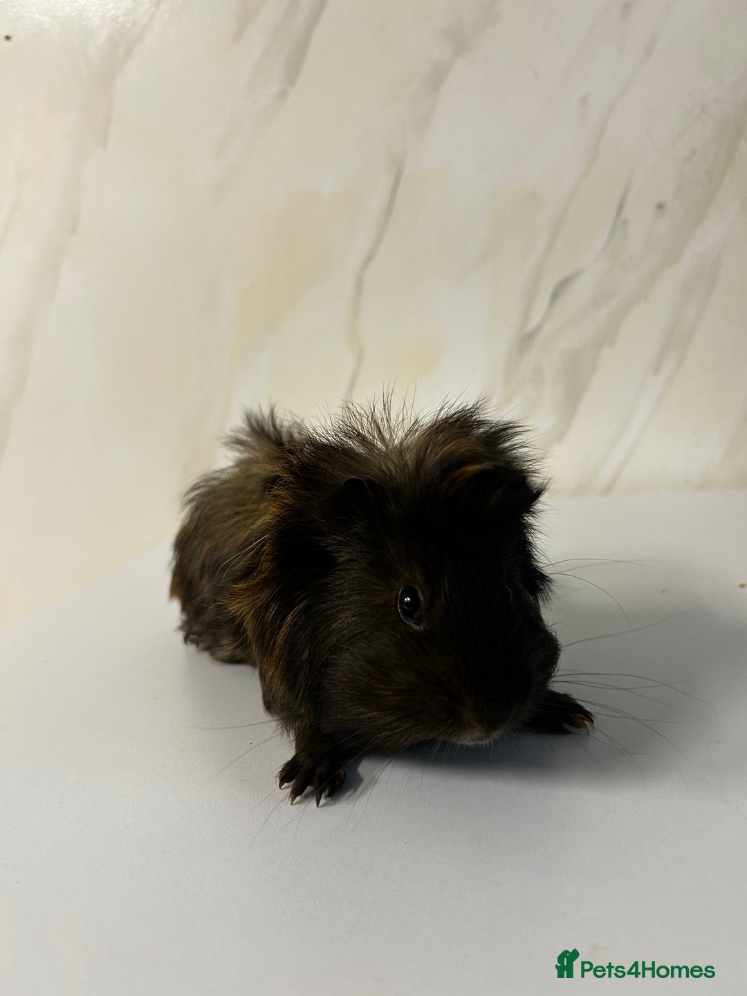 Guinea Pig rodents for sale: 1 boar for sale - Advert 2