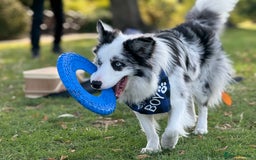 Border Collie dogs for stud: Blue Merle Border Collie Looking for Girlfriend - Image 2