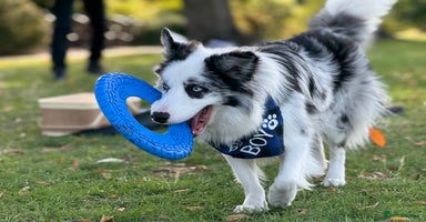 Border Collie dogs - Advert 7