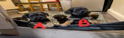 Border Terrier dogs for sale: Beautiful Border Terrier Puppies - Advert 12
