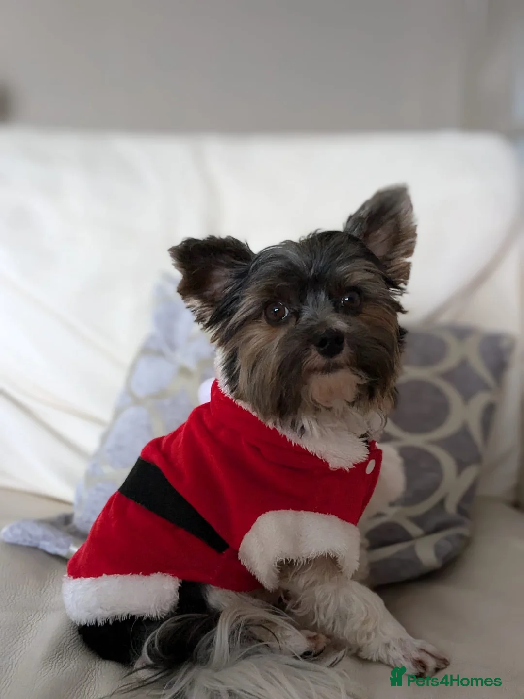 Biewer Terrier dogs for stud: Purebred Pedigree Biewer Terrier Stud in Merthyr Tydfil - Advert 16