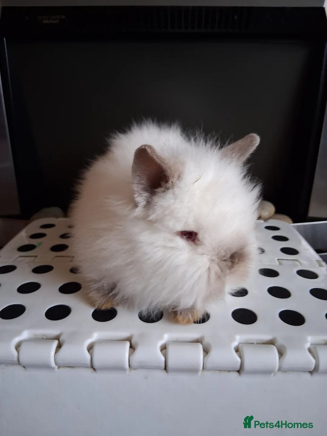 Lionhead rabbits for sale: Lionhead Baby Bunnies  - Advert 4