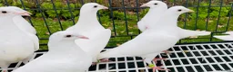 Pigeons birds for sale: White racing Pigeons ,long distance (Debar) - Advert 5