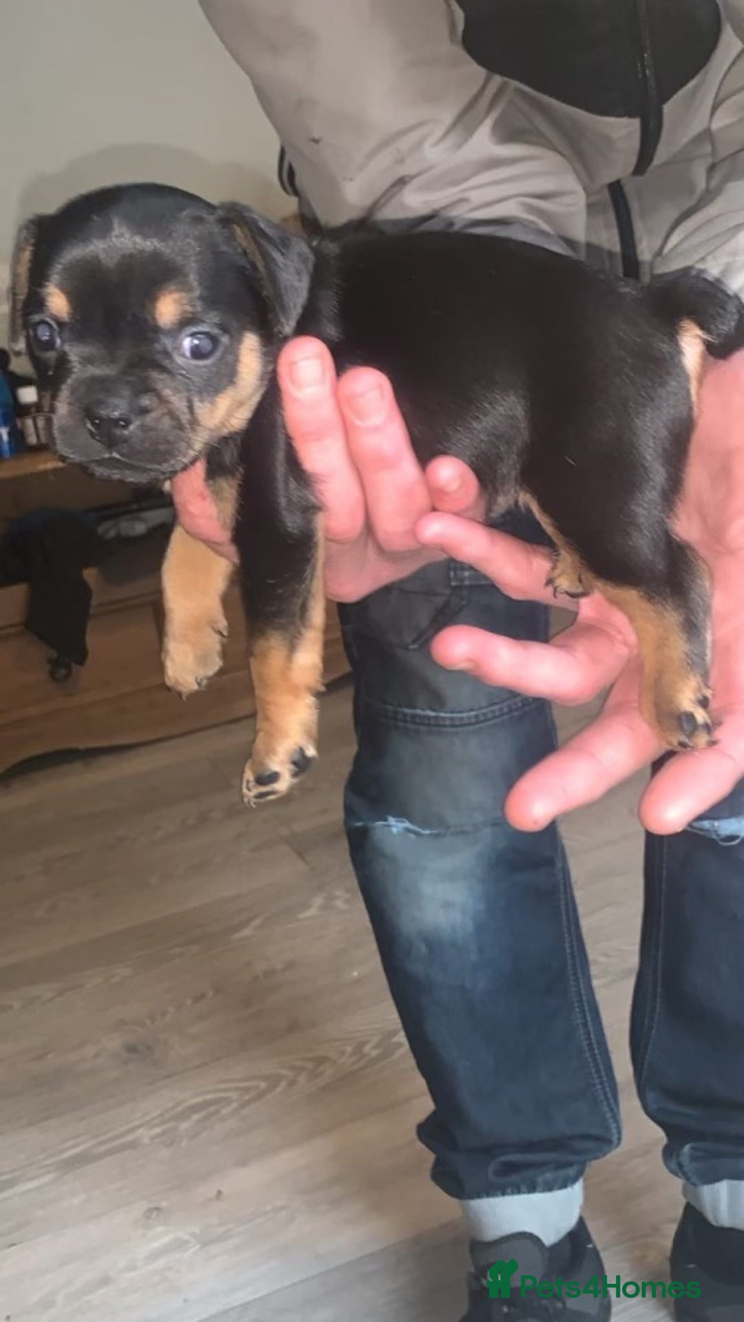 Mixed Breed dogs for sale: French I x patterdale - Image 7