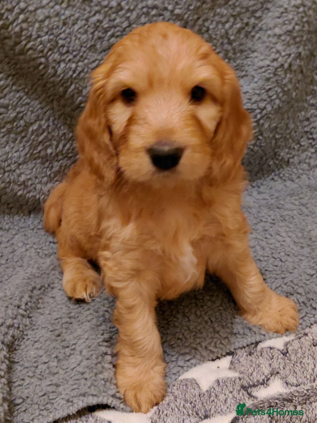 Mixed Breed dogs for sale: Australian Labradoodle puppies - Advert 26
