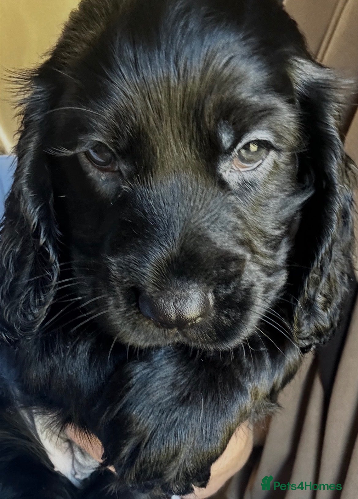 Cocker Spaniel dogs  stunning Cocker Spaniels 💙💖💙💖🌟🌟🌟🌟🌟 - Advert 1