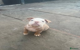 English Bulldog dogs for sale: Stunning New England Bulldogs! Ready for new home - Image 12