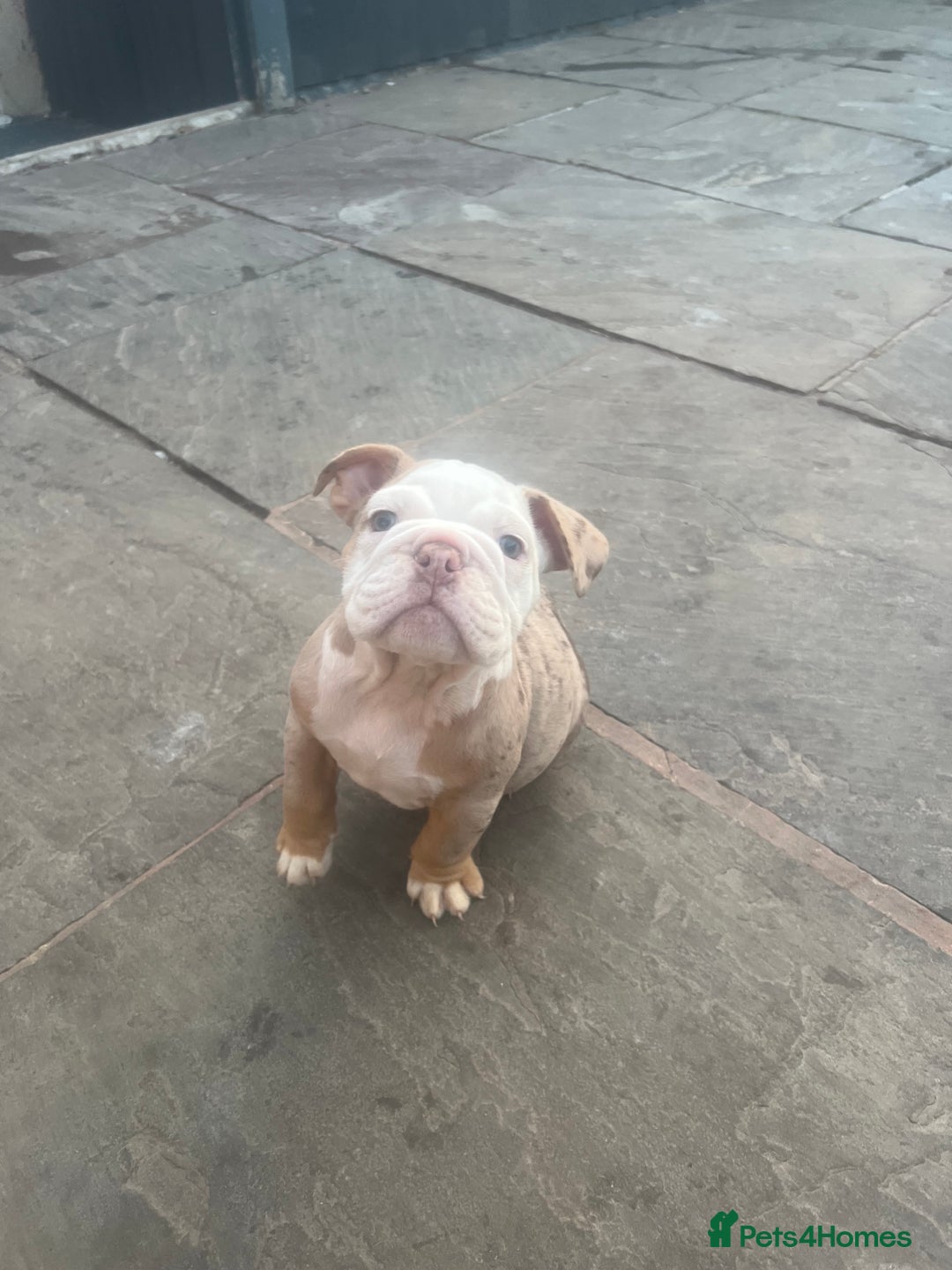 English Bulldog dogs for sale: Stunning New England Bulldogs! Ready for new home - Image 12