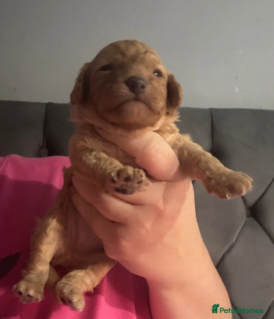 Cavapoo dogs for sale: One Male ready to leave now   - Advert 24