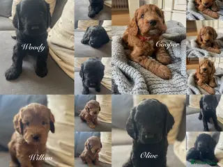 Mixed Breed dogs Beautiful cockapoo litter - Advert 13