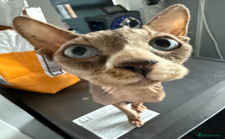 Sphynx cats for sale in Oxford - Advert 1