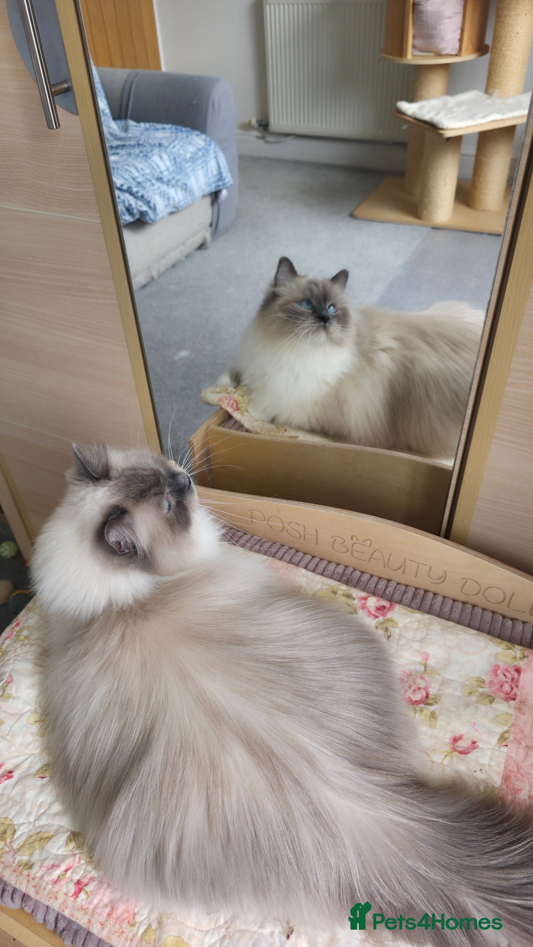 Ragdoll cats for sale: 💎 2 Exceptional Pedigree Ragdolls-young adults💎 - Image 6