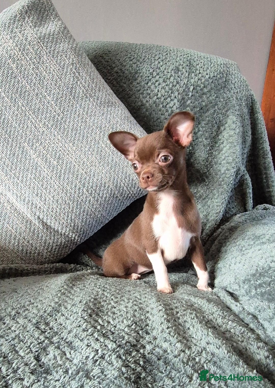 Chihuahua dogs for sale: ❤️Amazing KC Chihuahua Puppies - Image 9