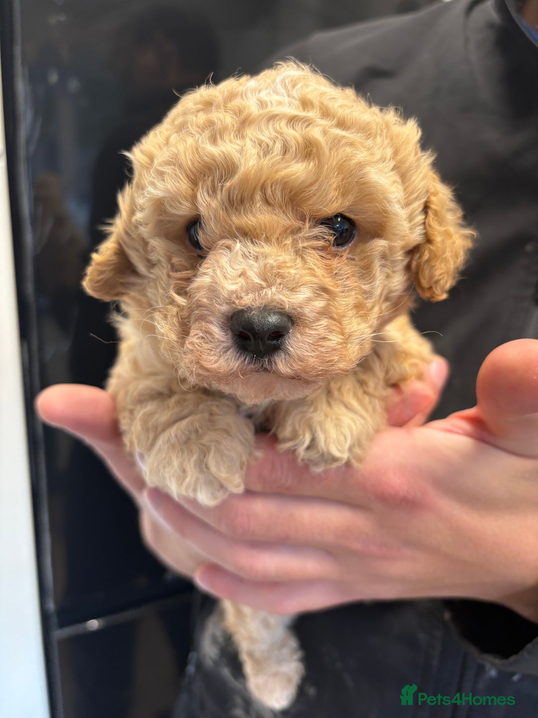 Cavapoo dogs for sale: Cavapoo female for sale - Advert 2