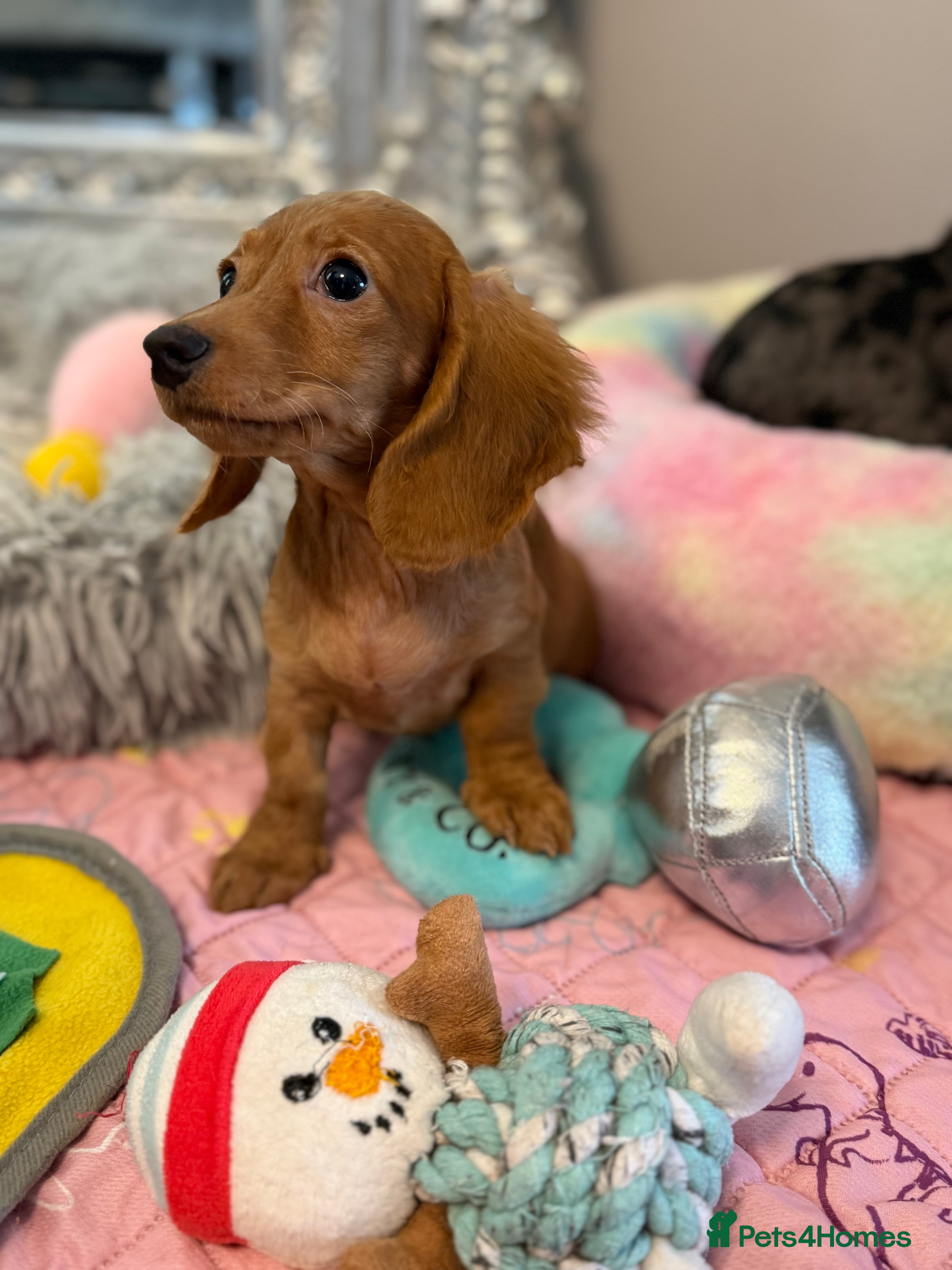 Miniature Dachshund dogs Beautiful Cream Longcoats Miniature Dachshund  - Advert 1