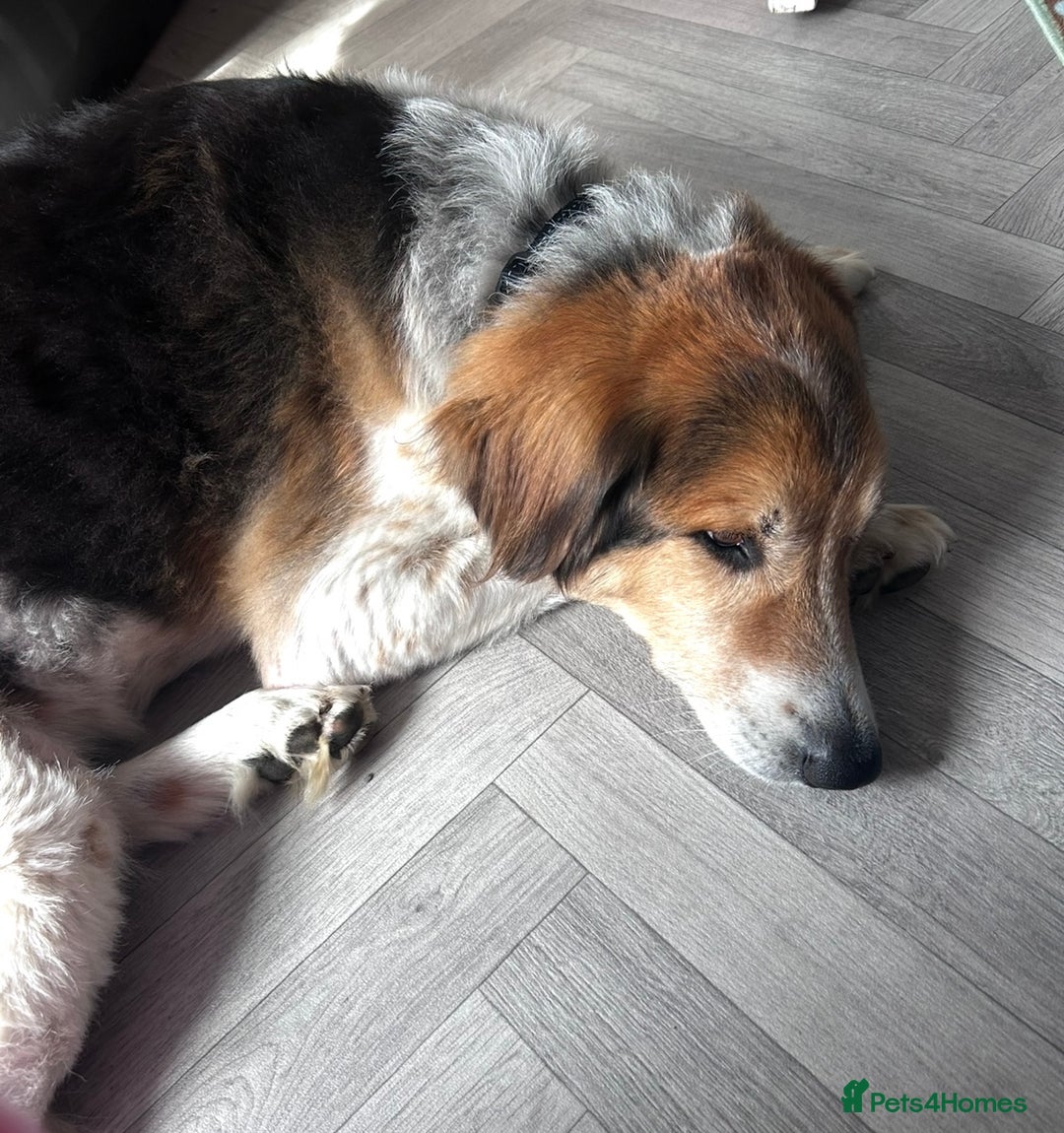 Australian Shepherd dogs for sale: Lukey - Image 2
