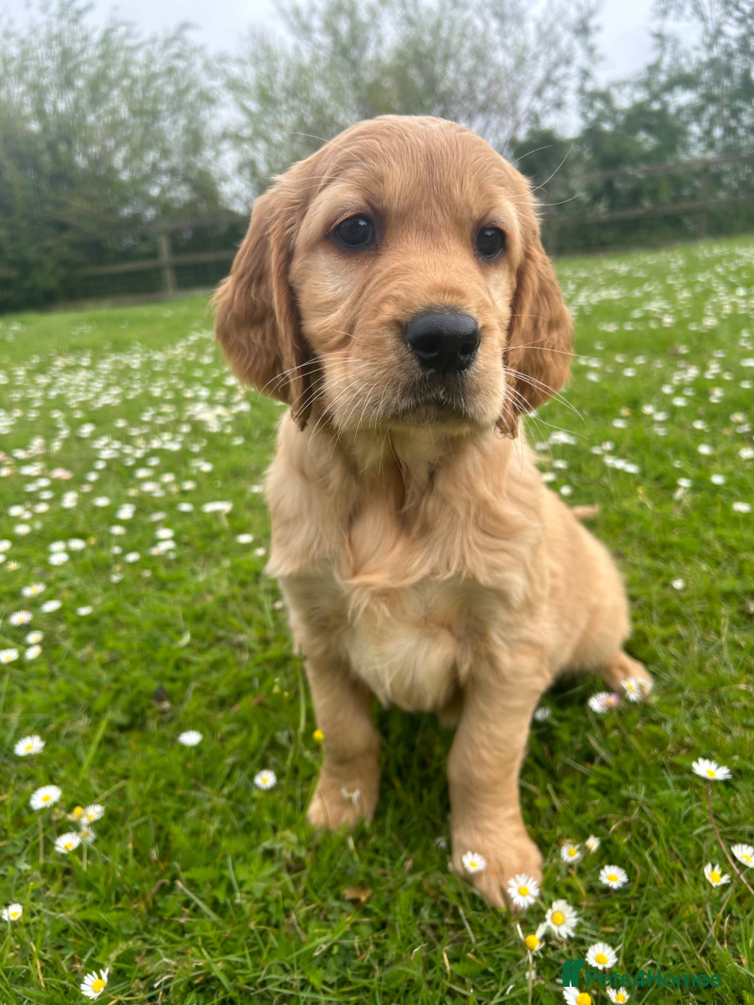 Mixed Breed dogs  ☘️ Golden Irish puppies available  ☘️ - Advert 1