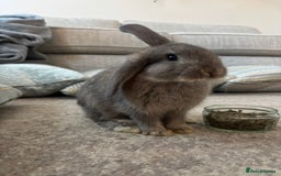 Mini Lop rabbits for sale: 2 grey mini lip boys  - Image 8