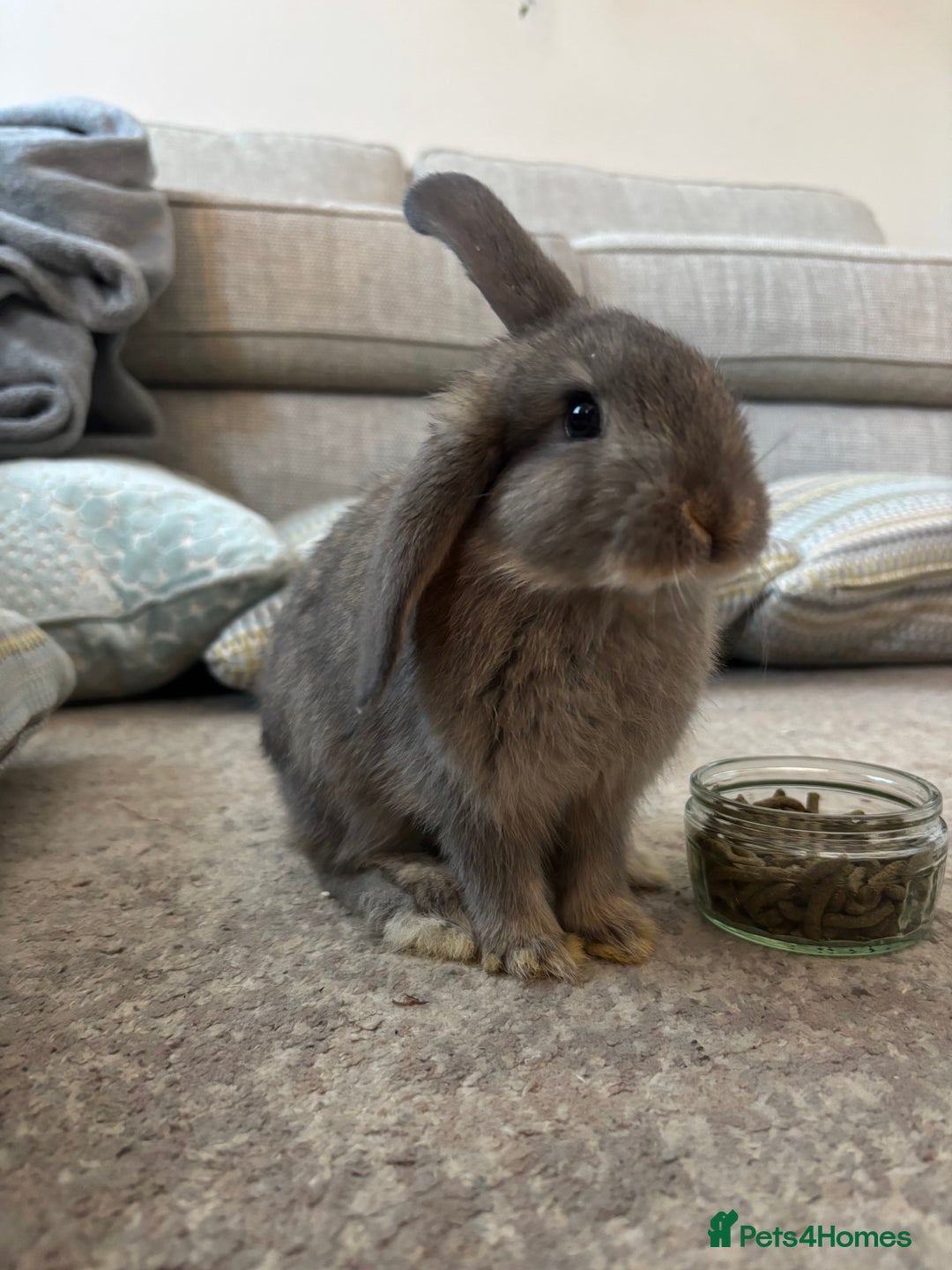 Mini Lop rabbits for sale: 2 grey mini lip boys  - Image 8