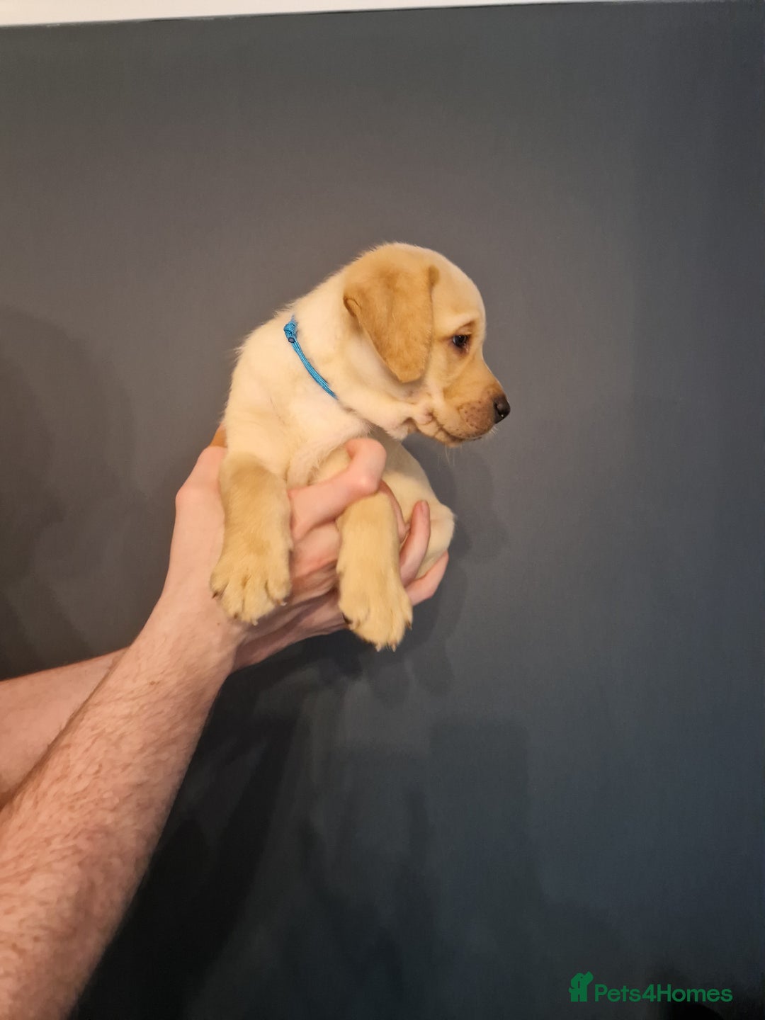 Labrador Retriever dogs for sale:  KC REG LABRADOR PICK OF LITTER AVAILABLE  in Preston - Image 1