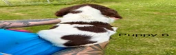 English Springer Spaniel dogs for sale: KC Reg Springer Spaniels  - Advert 13
