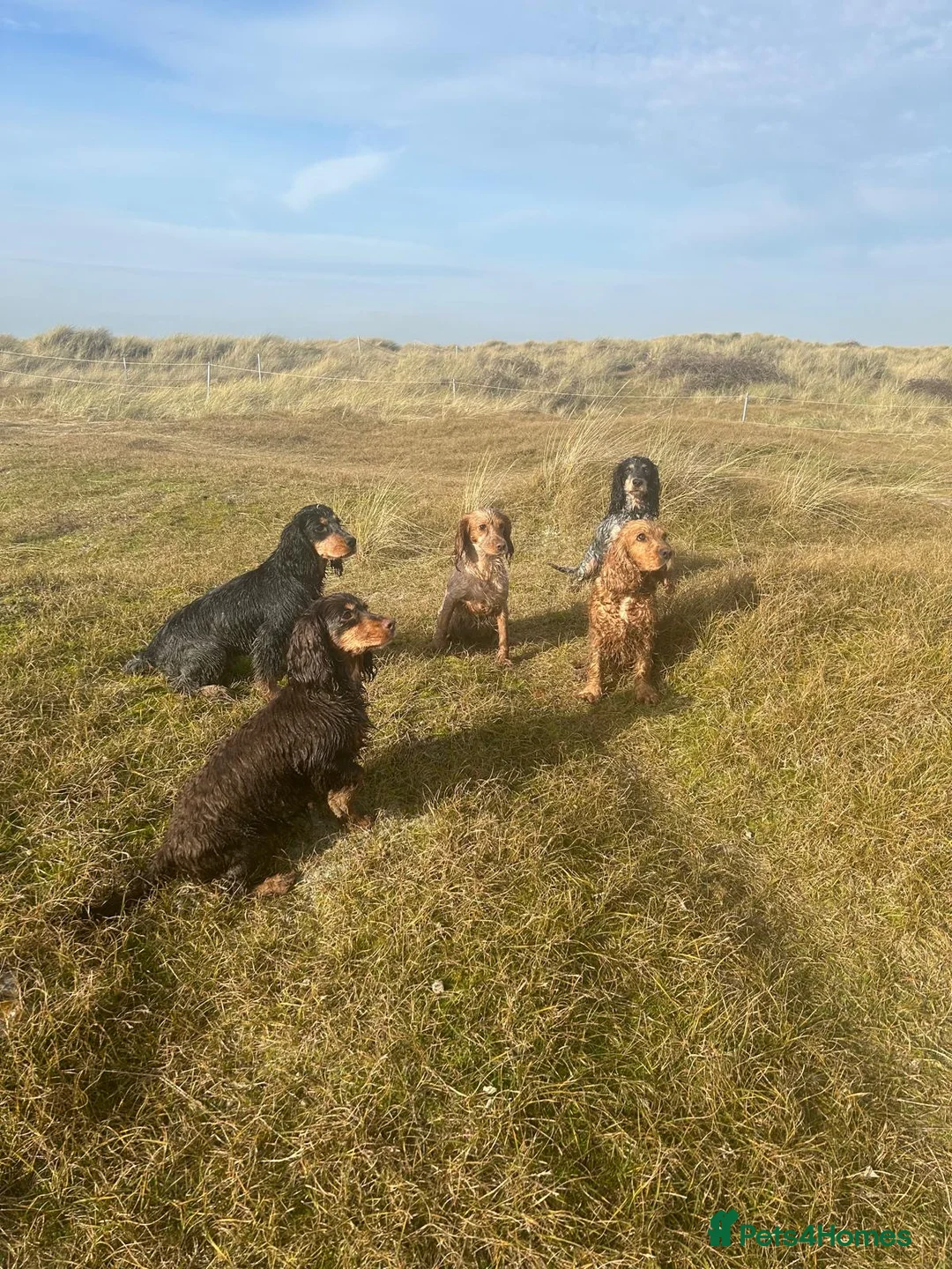 Cocker Spaniel dogs for stud: Proven KC Reg Health Tested Working Cocker in Aylesbury - Advert 3
