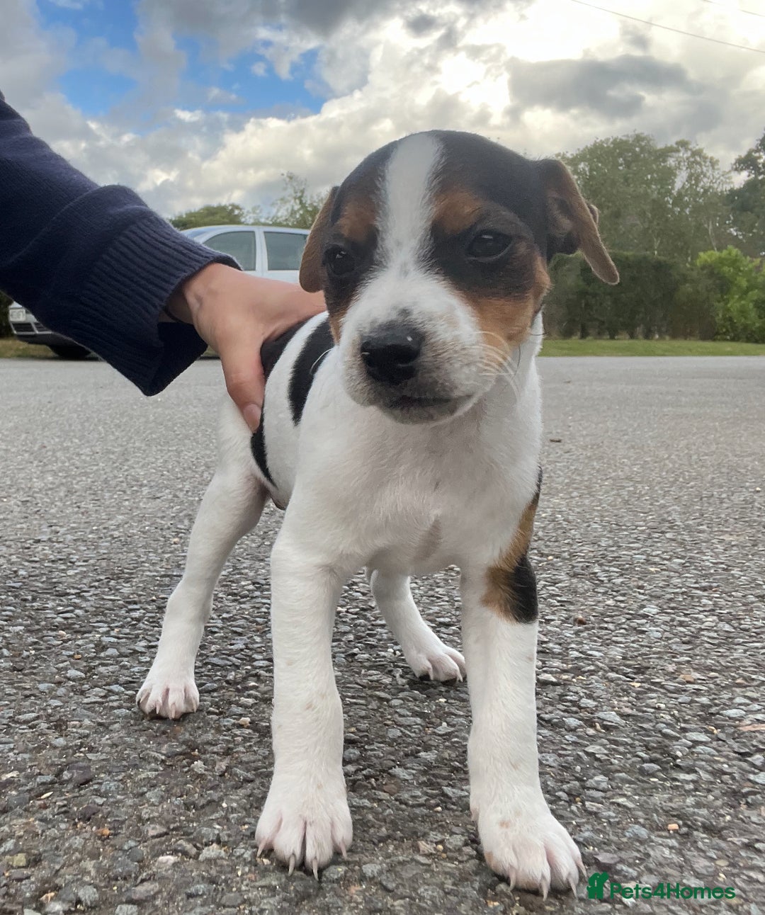 Mixed Breed dogs for sale: Brilliant working or Family pets  - Image 2
